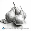 3 pears in black and white pencil drawing