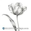 A beautiful black and white drawing of a tulip