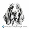 A black and white drawing of a basset hound