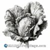 A black and white drawing of a cabbage