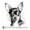 A black and white drawing of a chihuahua puppy
