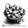 A black and white drawing of a large basket full of potatoes