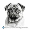 A black and white drawing of a pug