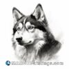 A black and white drawing of a siberian husky