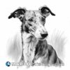 A black and white drawing of an adorable greyhound animal