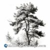 A black and white drawing of an old pine tree