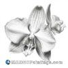 A black and white drawing of an orchid flower