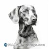 A black and white drawing of an weimaraner