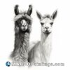 A black and white pencil drawing of two llamas