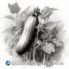 A black and white vintage illustration of a vegetable in its natural environment