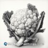 A charcoal pencil drawing of a cauliflower that is painted white