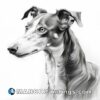 A close up drawing of a greyhound