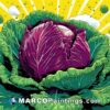 A colorful illustration of a cabbage