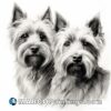 A drawing of two westie dogs