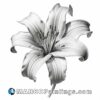 A lily is a black and white drawing