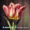 A painting of a pink tulip with dark background