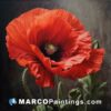 A painting of a red poppy against a black background