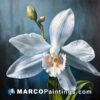 A painting of a white orchid on the black background