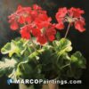 A painting of red geraniums in a pot