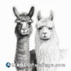 A pair of alpacas drawn in black and white