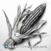 A pencil drawing of a corn cob