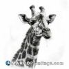 A pencil drawing of a giraffe on white