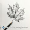 A pencil drawing of a maple leaf is shown