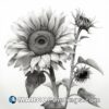 A pencil drawing of a sunflower on a white background