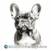 A pencil drawing of an adorable french bulldog