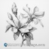 A pencil drawing of azaleas and magnolias