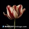 A red and white tulip painted on a black background