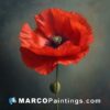 A red poppy is seen on a grey background