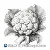 A white and black drawing of a cauliflower