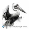 A white and black drawing of a sea pelican