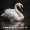 A white swan in the water