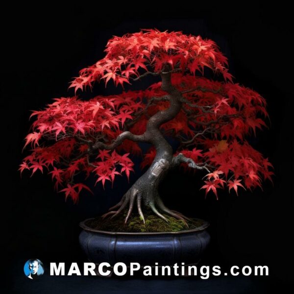 Ak bonsai tree in red colors on a black background