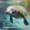 An acrylic painting on canvas of a manatee