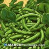 An illustration of a pile of green peas