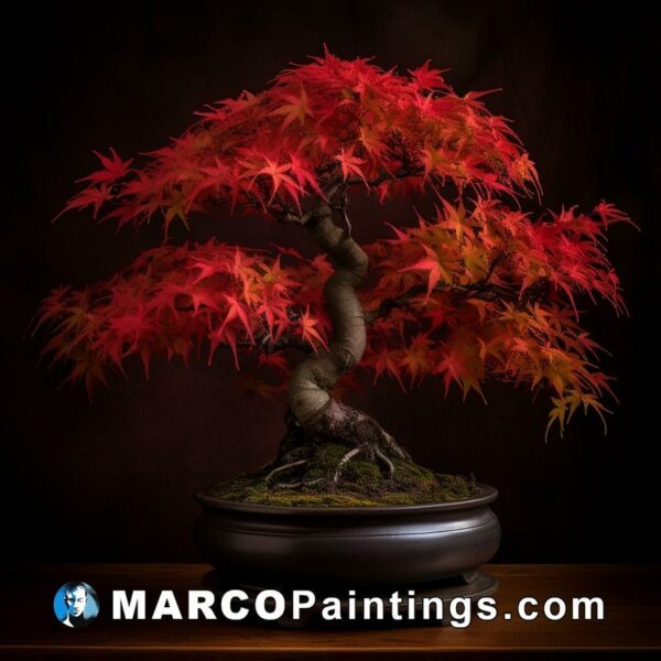 An image of a maple bonsai tree sitting on a dark table