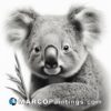 An image of a pencil drawing of a koala bear