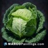 Art of cabbage