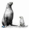 Baby and mother seal in a sketch drawing