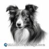 Black and white art design of border collie dog illustration