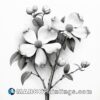 Black and white dogwood plant sketch