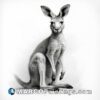 Black and white drawing and image of a kangaroo