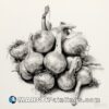 Black and white drawing of a bunch of onions