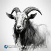 Black and white drawing of a goat