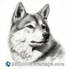Black and white drawing of a husky dog