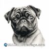 Black and white drawing of a pug