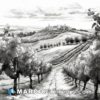 Black and white drawing of a vineyard road